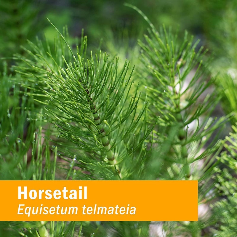 Herb Pharm Horsetail Extract, 4 Oz (Pack of 1) - Image 5